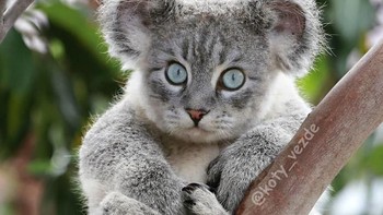 Koala. (Foto: Boredpanda)