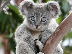 Gemas! Begini Jadinya Kalau Semua Hewan Berwajah Kucing