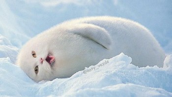 Pinguin. (Foto: Boredpanda)