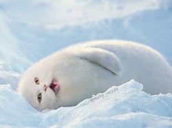 Gemas! Begini Jadinya Kalau Semua Hewan Berwajah Kucing