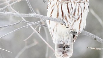 Burung hantu. (Foto: Boredpanda)