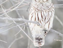 Gemas! Begini Jadinya Kalau Semua Hewan Berwajah Kucing