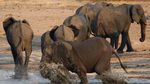 Kasihan, 55 Gajah di Zimbabwe Mati Akibat Kekeringan