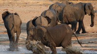 Kekeringan yang terjadi di Zimbabwe tersebut tak jarang membuat gajah-gajah memasuki permukiman warga untuk mencari makanan. Hal tersebut berperan besar dalam meningkatkan konflik antara manusia dengan satwa liar.