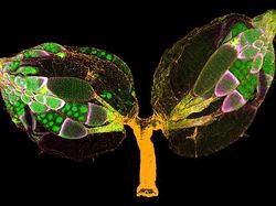 Foto Menakjubkan Pemenang Kontes Dunia Mikroskopis