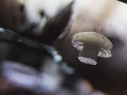 Foto Menakjubkan Pemenang Kontes Dunia Mikroskopis