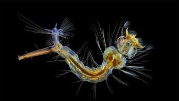 Pemenang ranking 12: Mosquito Larva oleh Anne Algar, Inggris. Foto: Nikon