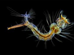 Foto Menakjubkan Pemenang Kontes Dunia Mikroskopis