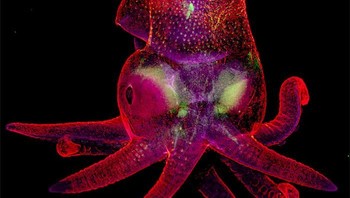Pemenang ranking 19: Octopus Bimaculoides Embryo oleh Martyna Lukoševičiūtė & Dr. Carrie Albertin, Inggris. Foto: Nikon