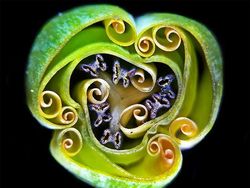 Foto Menakjubkan Pemenang Kontes Dunia Mikroskopis