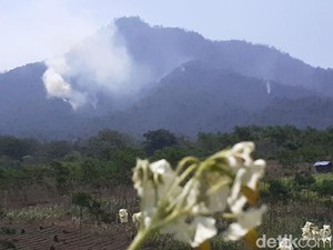 Kebakaran di Pegunungan Ijen Terbesar dalam Satu Dasawarsa Terakhir