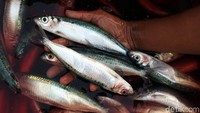 Salah satu hasil laut tangkapan nelayan tersebut adalah ikan layur.