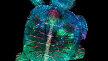 Pemenang pertama: Fluorescent Turtle Embryo (embrio kura-kura bersinar) oleh Teresa Zgoda & Teresa Kugler, New York. Foto: Nikon