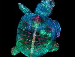 Foto Menakjubkan Pemenang Kontes Dunia Mikroskopis