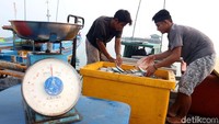 Ikan layur tangkapan nelayan tersebut dijual dengan harga Rp 10.000 per kilogram.