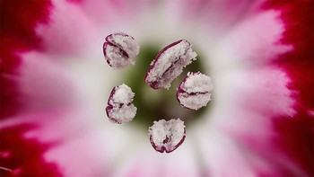 Pemenang ranking 7: Chinese Red Carnation Stamen oleh Dr Guillermo Lopez, Spanyol. Foto: Nikon