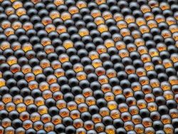 Foto Menakjubkan Pemenang Kontes Dunia Mikroskopis