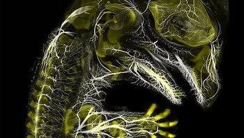 Pemenang ranking 3: Alligator Embryo Developing Nerves And Skeleton oleh Daniel Smith Paredes dan Bhart Anjan S Bhullar, Amerika Serikat. Foto: Nikon