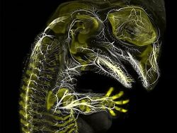 Foto Menakjubkan Pemenang Kontes Dunia Mikroskopis