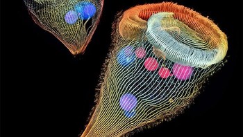 Pemenang ranking 2: Depth-Color Coded Projections Of Three Stentors oleh Dr. Igor Siwanowicz, Amerika Serikat. Foto: Nikon