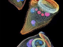 Foto Menakjubkan Pemenang Kontes Dunia Mikroskopis