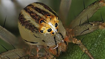 Pemenang ranking 14: Female Oxyopes Dumonti (Lynx) Spider oleh Antoine Franck. Foto: Nikon