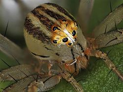 Foto Menakjubkan Pemenang Kontes Dunia Mikroskopis