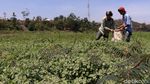 Debit Air di Bantaran Sungai Menyusut, Warga Ramai Mencari Rumput