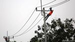 Perjuangan Petugas PLN Optimalkan Jaringan Listrik di Perbatasan RI