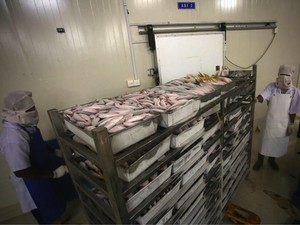 Diseterum PLN, Cold Storage Natuna Maksimal Tampung Ikan Ekspor