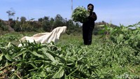 Sejak pagi hingga siang hari, warga dapat mengumpulkan 3 hingga 5 karung rumput liar.