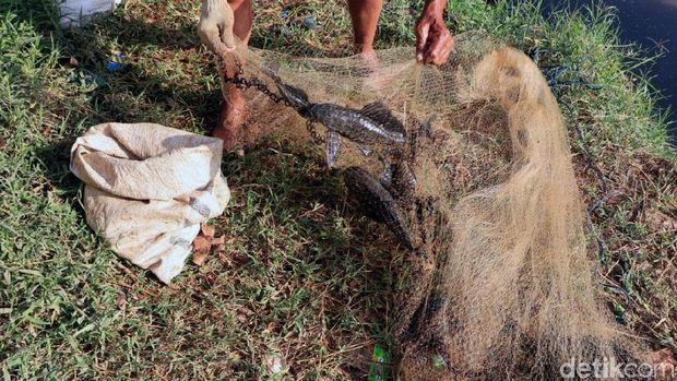 Sejumlah warga nampak berburu ikan sapu-sapu di Sungai Muara Ciwidey, Kabupaten Bandung. Ikan itu nantinya akan digunakan sebagai campuran pakan ternak.