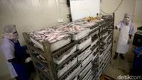 Sejumlah pekerja nampak sedang melakukan pengemasan ikan di Cold Storage yang berada di Selat Lampa, Kabupaten Natuna, Kepulauan Riau.