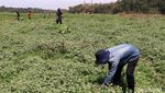 Debit Air di Bantaran Sungai Menyusut, Warga Ramai Mencari Rumput