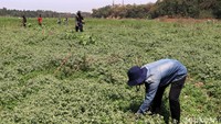 Sejumlah warga mencari rumput liar di areal dekat Jembatan Babakan Sapaan (BBS), Desa Cipatik, Kecamatan Cihampelas, Kabupaten Bandung Barat, Sabtu (26/10/2019).