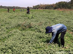 Debit Air di Bantaran Sungai Menyusut, Warga Ramai Mencari Rumput