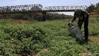 Warga nampak mengumpulkan rumput liar di dalam karung yang telah disiapkan.