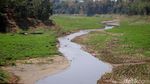 Debit Air di Bantaran Sungai Menyusut, Warga Ramai Mencari Rumput