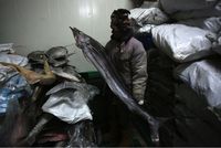 Diseterum PLN, Cold Storage Natuna Maksimal Tampung Ikan Ekspor