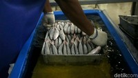 Ada berbagai ikan hasil tangkapan para nelayan yang disimpan dalam cold storage tersebut, mulai dari kakap merah, ikan kerapu, ikan tongkol, hingga ikan layang.