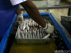 BUMN Logistik Punya Cold Storage, Nelayan Nggak Perlu Pusing Lagi