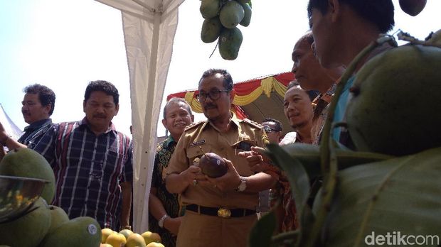 Diminati Luar Negeri, Mangga Cirebon Bisa Tembus Rp 1 Juta Per Kg