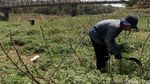 Debit Air di Bantaran Sungai Menyusut, Warga Ramai Mencari Rumput
