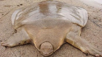 Cantor’s Giant Soft Shelled Turtle. Foto: via Bored Panda