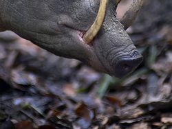 Potret Hewan Aneh dan Langka yang Mungkin Kalian Belum Tahu