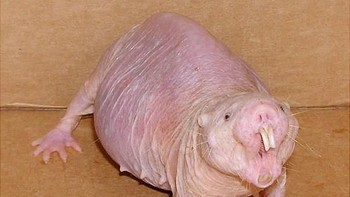 Tikus mol telanjang (naked mol rat). Foto: via Bored Panda
