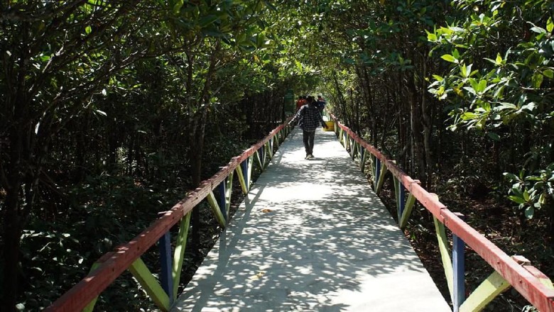 Yuk Jelajahi Kolak Sekancil Wisata Mangrove Terlengkap Di