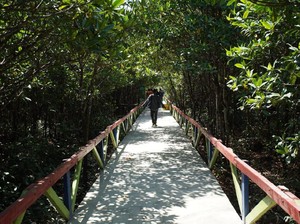 Yuk Jelajahi Kolak Sekancil, Wisata Mangrove Terlengkap di Indonesia