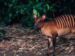 Potret Hewan Aneh dan Langka yang Mungkin Kalian Belum Tahu