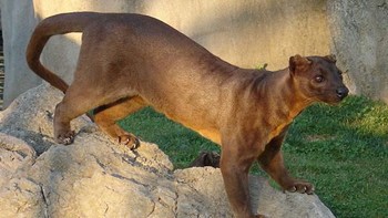 Fossa. Foto: via Bored Panda